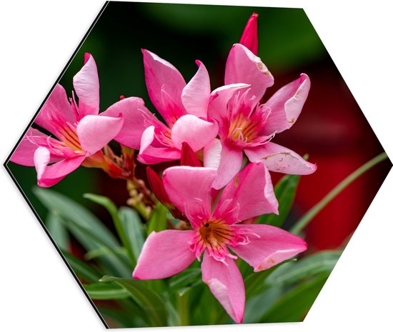 Dibond Hexagon - Bloemen - Roze - Bladeren - Natuur - 50x43.5 cm Foto op Hexagon (Met Ophangsysteem)