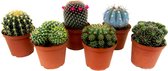 Plant in a Box - Mix van Mini Cactussen - Mix van 6 stuks - Echte Cactusplanten - Pot 5,5cm - Hoogte 5-10cm