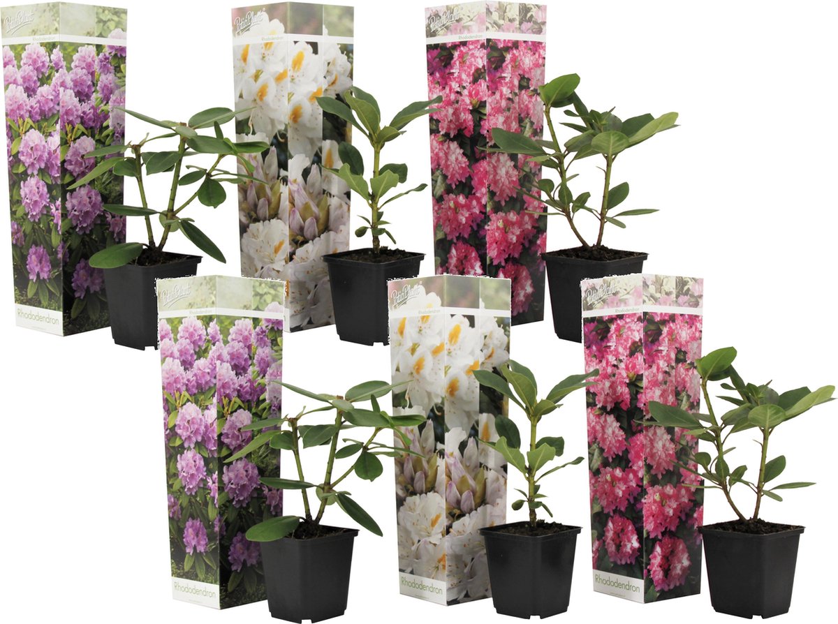 Plant In A Box Mix van 6 Rhododendron Winterharde betrouwbare planten Paars wit roze Pot 9cm Hoogte 25-40cm