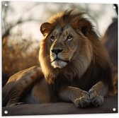 Tuinposter – Liggende Tevreden Leeuw met Prachtige Manen - 80x80 cm Foto op Tuinposter (wanddecoratie voor buiten en binnen)