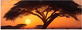 Poster (Mat) - Silhouet van Grote Acacia Boom op Savanne tijdens Zonsondergang - 90x30 cm Foto op Posterpapier met een Matte look