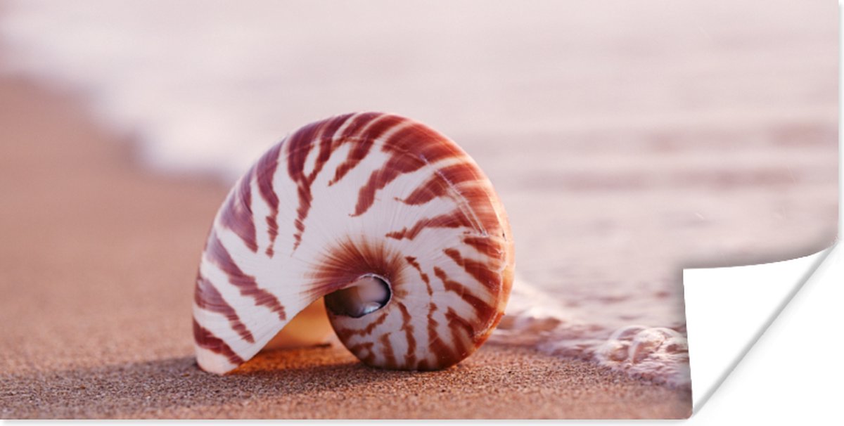 Poster Schelp - Strand - Zee - Zand - 80x40 cm