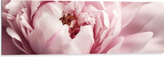 Dibond - Mooie Vol Bloeiende Licht Roze Pioenroos - Bloemen - 120x40 cm Foto op Aluminium (Met Ophangsysteem)