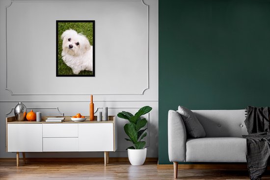 Photo encadrée - Le chien maltais regarde vers le haut cadre photo noir 40x60 cm - Affiche encadrée (Décoration murale salon / chambre)
