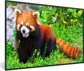 Cadre photo avec affiche - Panda rouge - Vert - Herbe - 30x20 cm - Cadre pour affiche