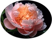 Dibond Ovaal - Bloem - Roze - Oranje - Druppels - Natuur - 80x60 cm Foto op Ovaal (Met Ophangsysteem)