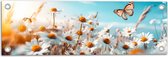 Tuinposter – Bloemen - Vlinder - Madeliefjes - 60x20 cm Foto op Tuinposter (wanddecoratie voor buiten en binnen)