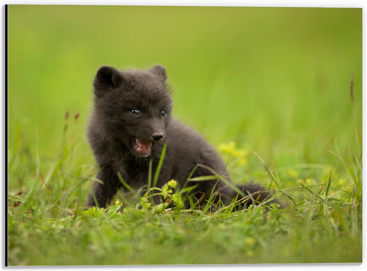 Dibond - Zwarte Baby Vos in het Gras - 40x30 cm Foto op Aluminium (Met Ophangsysteem)