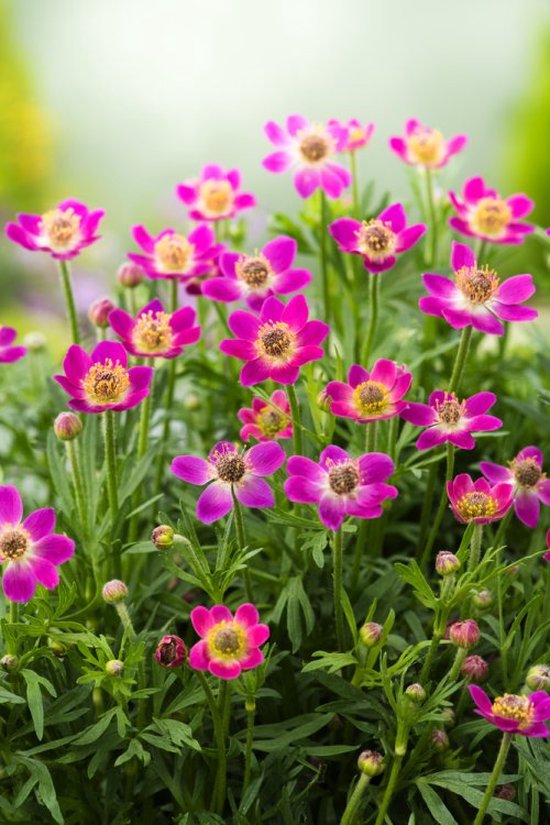 3 stuks | Anemone multifida 'Annabella Deep Rose' P9 cm