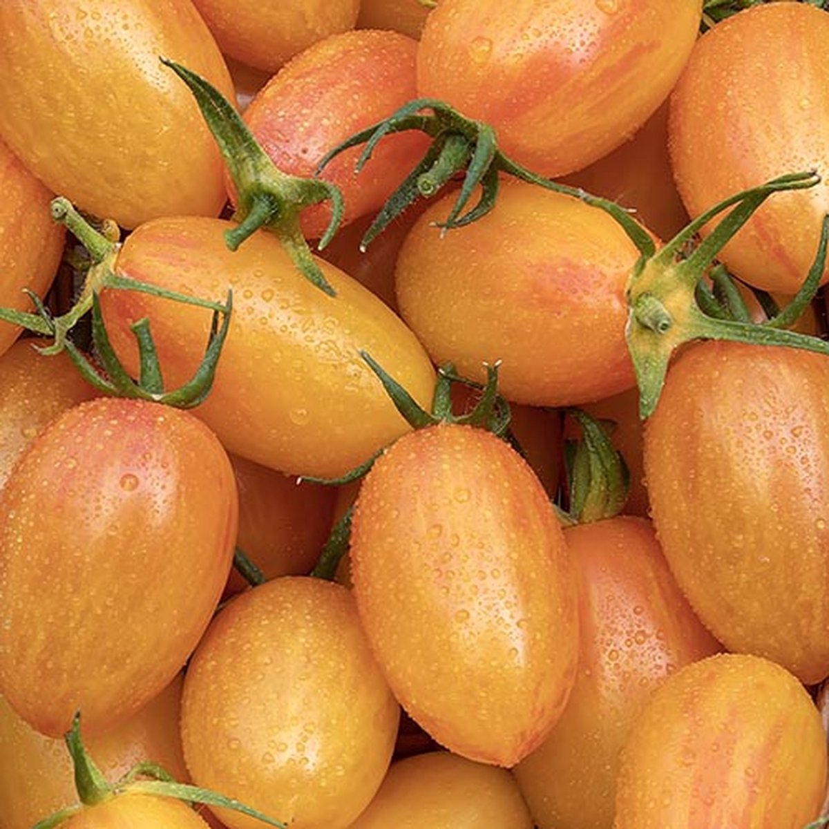 BIO tomaten zaden - Cherrytomaat Blush