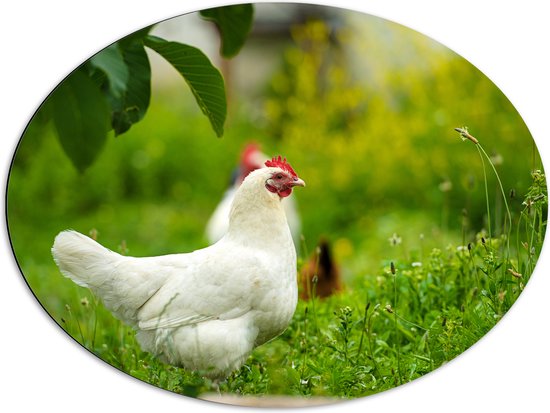Dibond Ovaal - Witte kip staat buiten in het gras - 80x60 cm Foto op Ovaal (Met Ophangsysteem)