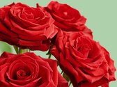 Tien rode rozen - 10 verse rode rozen bestellen - rode rozen direct van de kweker - lengte 50 tot 60 centimeter - de mooiste rode rozen bestellen - rode rozen - verse rode rozen