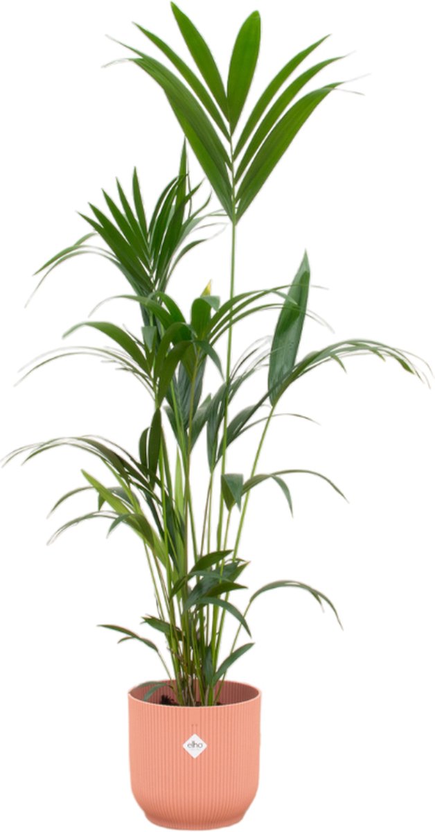 Green Bubble - Kentia palm inclusief elho Vibes Fold Round roze Ø30 - 160 cm