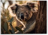 Acrylglas - Nieuwsgierige Koala Vanachter Dikke Boom - 40x30 cm Foto op Acrylglas (Wanddecoratie op Acrylaat)