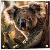Tuinposter – Nieuwsgierige Koala Vanachter Dikke Boom - 50x50 cm Foto op Tuinposter (wanddecoratie voor buiten en binnen)