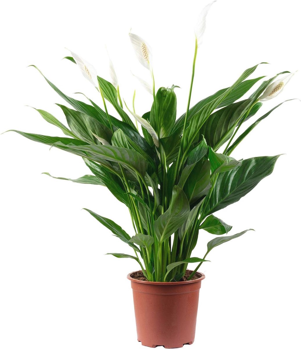 Echte kamerplant met 4-8 bloemen/knoppen - Spathiphyllum, hoogte 70 cm, pot-Ø 17 cm