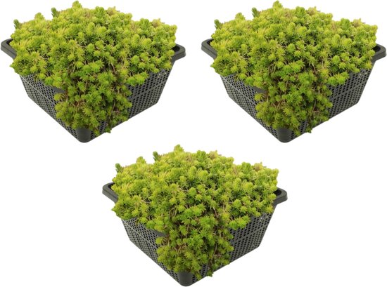 vdvelde.com - Naaldkruid - 12 stuks - 3 Vijvermanden - Crassula Recurva - Zuurstofplant - Volgroeide hoogte: 10 cm - Plaatsing: -1 tot -80 cm