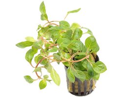 Moerings Ludwigia Palustris Rood | Super Red | in 5 cm pot