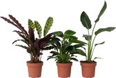 Plant in a Box - Calathea, Philodendron, Strelitzia - Mix van 3 - Green indoor mix - Groene kamerplanten - Pot 12cm - Hoogte 25-40cm