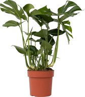 Plant in a Box - XL Monstera Deliciosa - Gatenplant - Pot 21cm - Hoogte 70-80cm