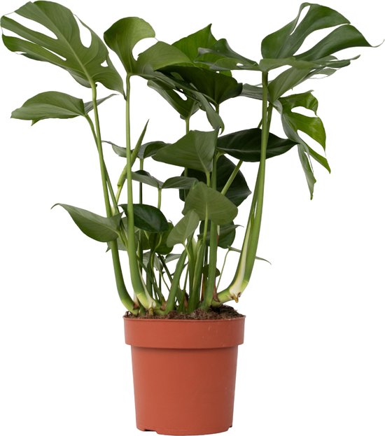 Plant in a Box - Grand Monstera Deliciosa - Plante à trou - Pot ⌀ 21cm - Hauteur ↕ 70-80cm