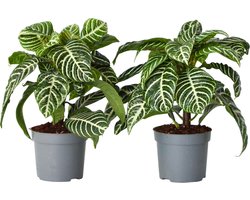 Plant in a Box - Aphelandra - Set van 2 - Zebraplant - Groene kamerplant - Unieke bladeren - Pot 13cm - Hoogte 25-45cm