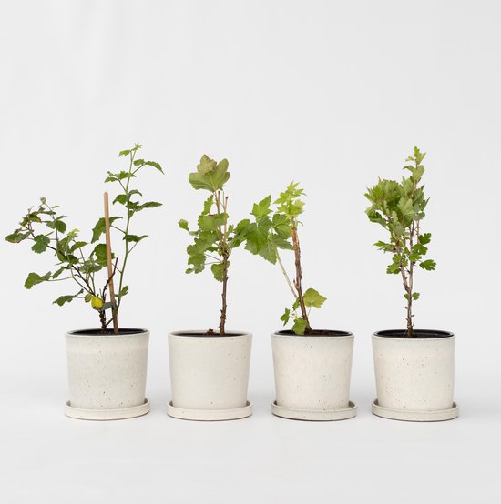 Vier jonge bessenplanten in lichte potten op een witte achtergrond.
