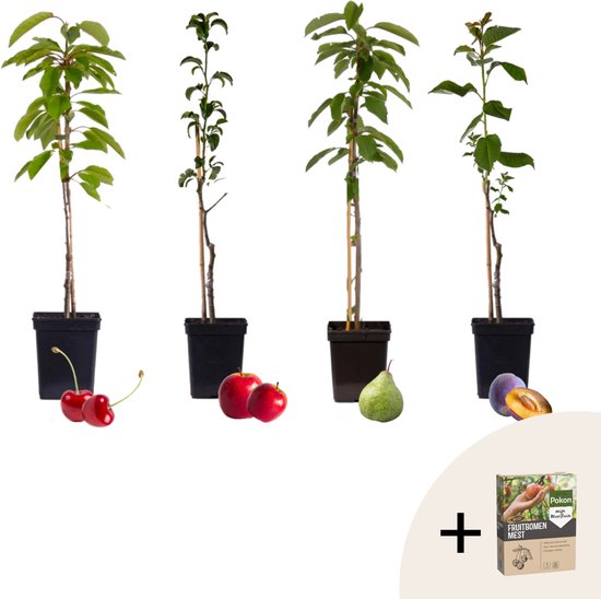 Plant in a Box - Mix fruitzuilen met plantenvoeding - Malus, Pryus, Prunus - Hoogte 60-70cm - Pot 9cm - Fruitboom - Groen