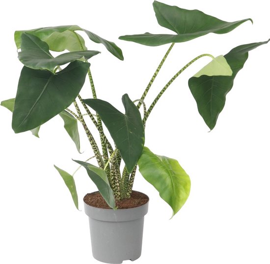 Plant in a Box - Alocasia Zebrina - Grote luchtzuiverende kamerplant - Pot 32cm - Hoogte 140-150cm