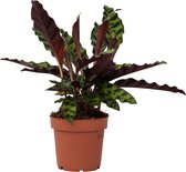 Plant in a Box - Calathea Insignis - Marantaceae - Plante d'intérieur - Pot ⌀12cm - Hauteur ↕ 25-35cm