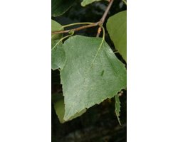 Betula pendula (alba/verrucosa) - Ruwe Berk, Scherpe Berk, Witte Berk, Gewone Berk, Zilverberk 8/10 cm stamomtrek - Hoogstam in pot