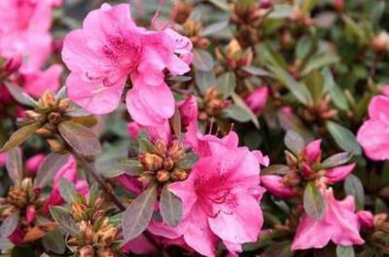 Azalea japonica - Roze Azalea 50- 60 cm in C10 pot | bol