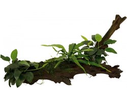 Aquafleur Hout met Anubias Microsorum en Mos | Extra Large Waterplant