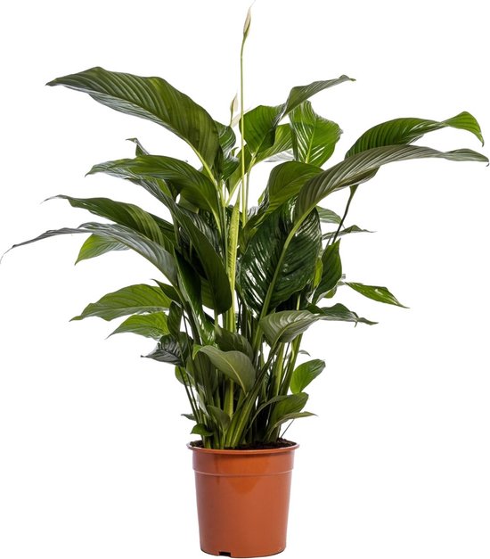 De Lepelplant of De VredesLelie, Bekend om zijn Witte Bloemen,Spathiphyllum Bellini - Ø24cm - 100cm