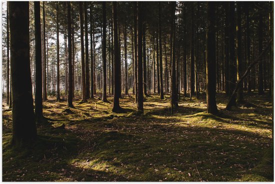 WallClassics - Poster Glanzend – Bomen met Mos in het Bos - 105x70 cm Foto op Posterpapier met Glanzende Afwerking