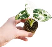 PLNTS - Baby Alocasia Frydek Variegata (Olifantsoor) - Kamerplant - Stekplantje 2 cm - Hoogte 12 cm