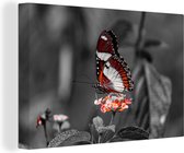 Canvas - Dieren - Vlinder - Bloemen - Natuur - Oranje - Woonkamer - 150x100 cm - Canvas doek - Schilderijen op canvas