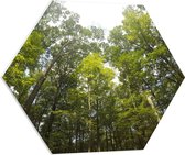 WallClassics - Feuille de mousse PVC Hexagone - Cime des arbres - 70x60,9 cm Photo sur Hexagone (avec système d'accrochage)