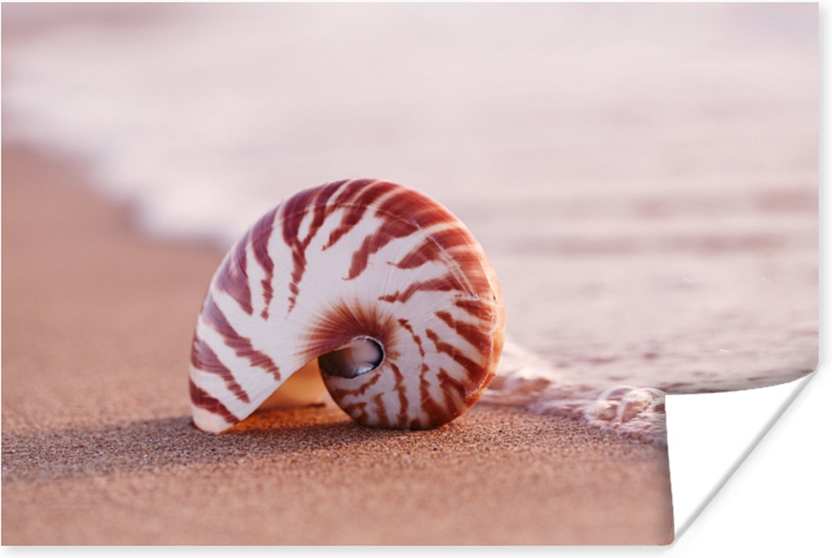 Poster Schelp - Strand - Zee - Zand - 60x40 cm