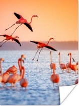 PosterMonkey - Poster - Fotolijst - Vogel - Flamingo - Zonsondergang - Water - Tropisch - 90x120 cm - Poster in lijst - Poster flamingo - Poster frame - Poster dieren