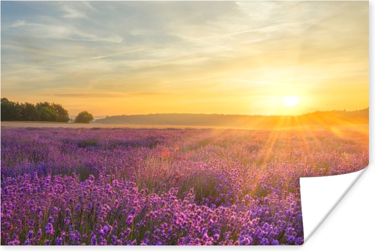 Poster Lavendel - Zonsondergang - Bomen - Paars - 90x60 cm