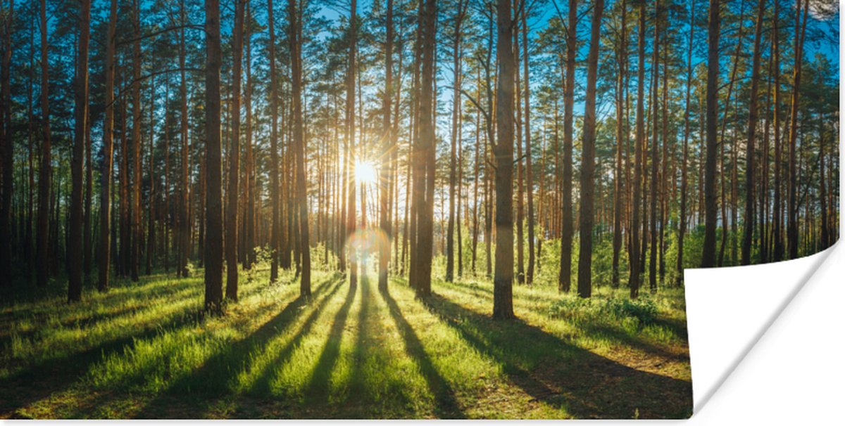 Poster Zon - Bomen - Landschap - Gras - 160x80 cm