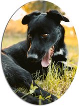 WallClassics - Dibond Ovaal - Lachende Zwarte Hond - 60x80 cm Foto op Ovaal (Met Ophangsysteem)