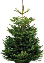 Echte kerstboom - Nordmann Excellent - Gezaagd Geen Kluit - 225-250cm
