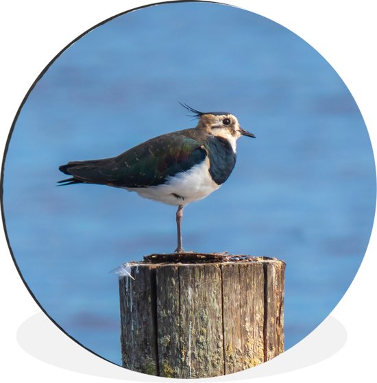 WallCircle - Cercle Mural - Cercle Mural - Vogel - Animaux - Mât - Blauw - Vanneau - Aluminium - Dibond - 140x140 cm - Intérieur et Extérieur