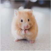 WallClassics - Poster Glanzend – Schattige Hamster op de Keukentafel - 50x50 cm Foto op Posterpapier met Glanzende Afwerking