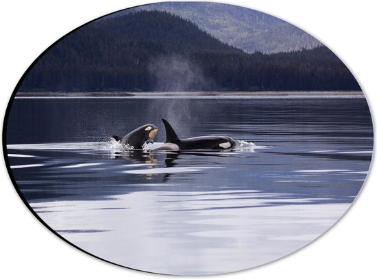 WallClassics - Dibond Ovaal - Orca's Zwemmend aan de Kust - 28x21 cm Foto op Ovaal (Met Ophangsysteem)