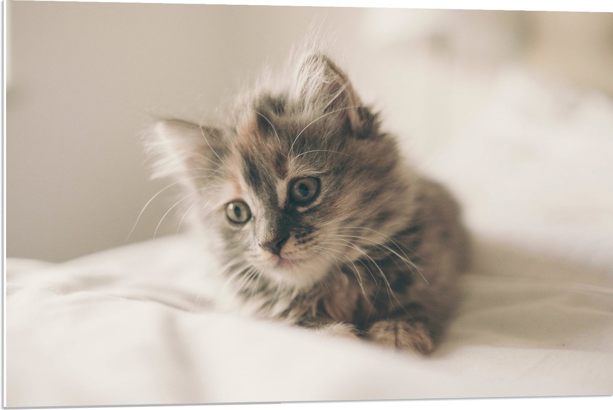 PVC Schuimplaat - Schattige Poes op Bed - 90x60 cm Foto op PVC Schuimplaat (Met Ophangsyst