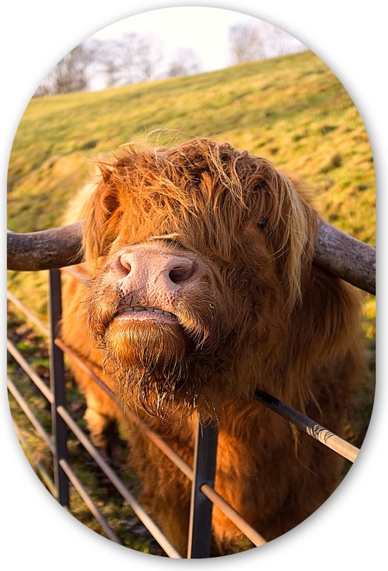 Miroir ovale - Décoration murale en plastique - Tableau ovale - Highlander écossais - Clôture - Herbe - 40x60 cm - Forme de miroir ovale sur plastique