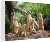 Une famille de six suricates assis sur un rocher Toile 90x60 cm - Tirage photo sur toile (Décoration murale salon / chambre) / Animaux sauvages Peintures sur toile